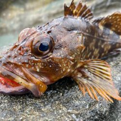 ロックフィッシュデイ