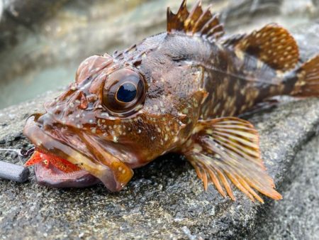 ロックフィッシュデイ