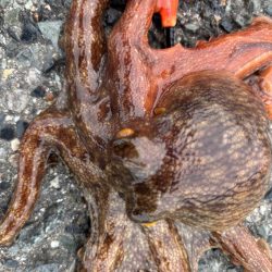 ショアタコ　13