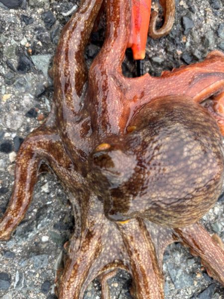 ショアタコ　13