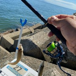 シロギスタ:短時間でボチボチと