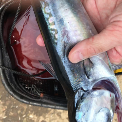 メジカ探しの旅