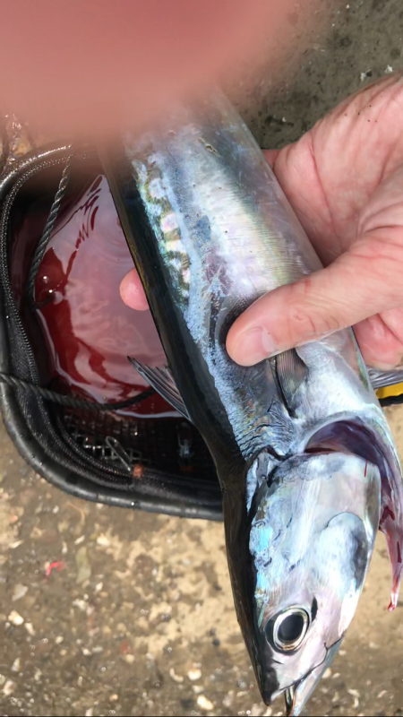 メジカ探しの旅