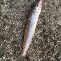 キスならたくさん