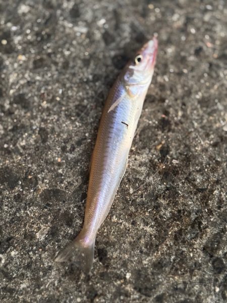 キスならたくさん