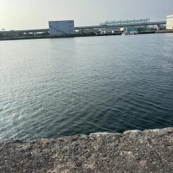 タコ陸っぱりはまだ厳しいか