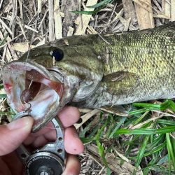 気温35℃！真夏に狙ってきたスモールマウスバス！