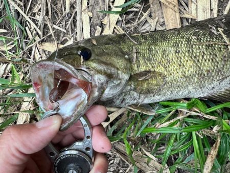 気温35℃！真夏に狙ってきたスモールマウス…