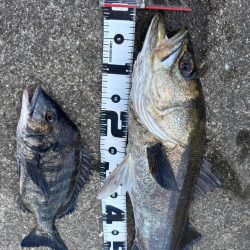 エビ撒きでスズキ釣れました