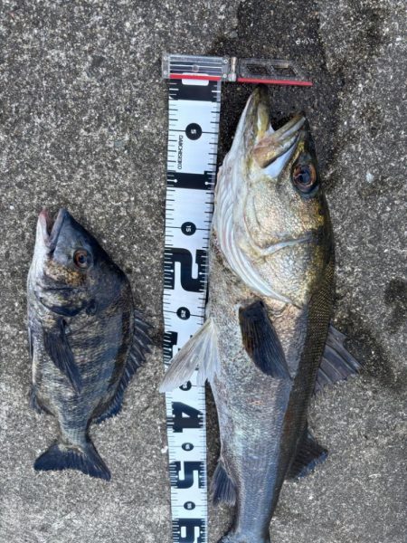 エビ撒きでスズキ釣れました