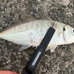 ジギングサビキ