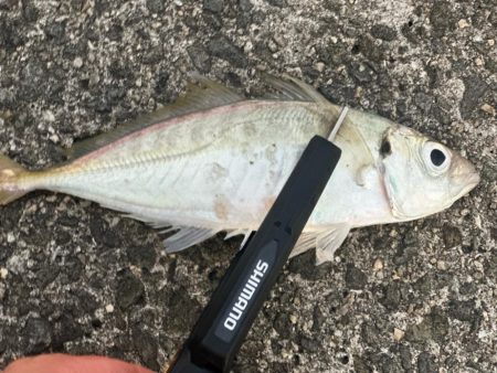 ジギングサビキ