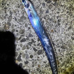 今季初のタチウオ 釣り