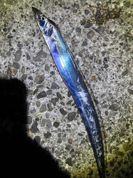 今季初のタチウオ 釣り