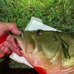 ロングワームでグッドサイズ！