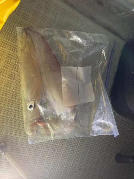 剣先、渋いけど大剣多い？