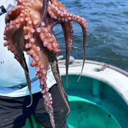 衝撃!マダコ祭り!