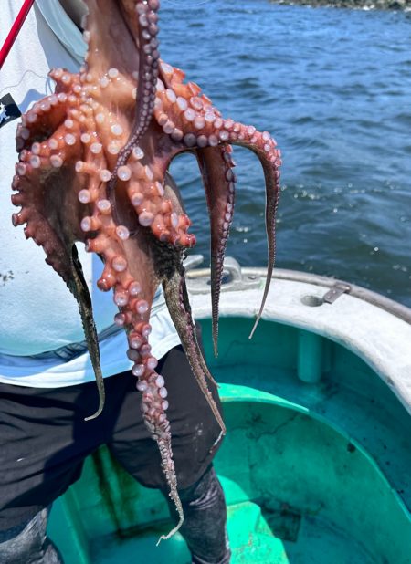 衝撃!マダコ祭り!