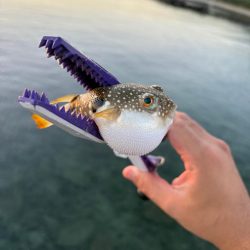 朝マヅメキス釣査