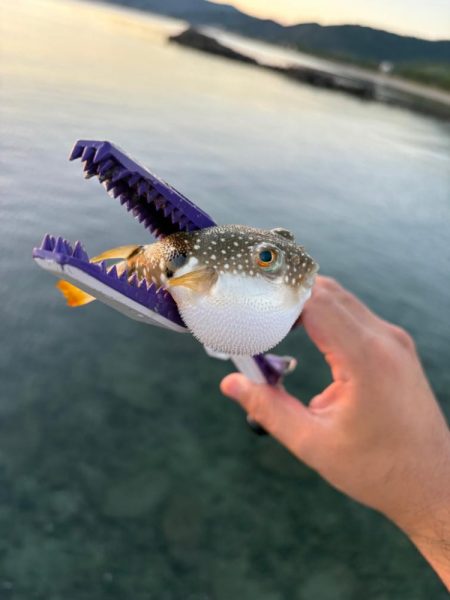 朝マヅメキス釣査