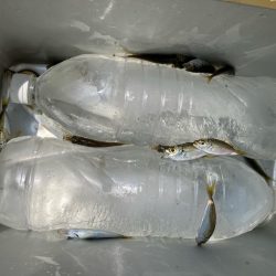 小浜新港ガラガラということは…