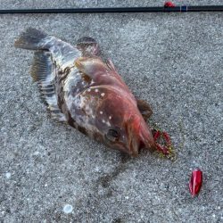 ケンサキイカ不在！？ショアラバで釣果！