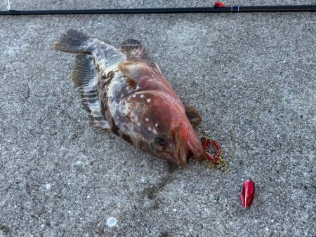 ケンサキイカ不在！？ショアラバで釣果！