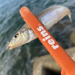 チャリコの猛攻でキスが釣れない！