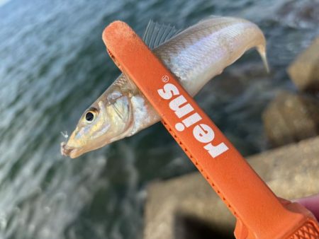 チャリコの猛攻でキスが釣れない！