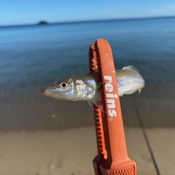 キス釣り入れ食いの爆釣！