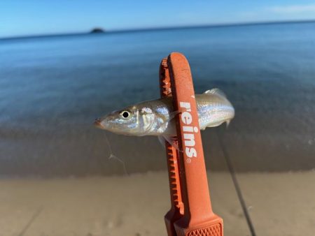 キス釣り入れ食いの爆釣！