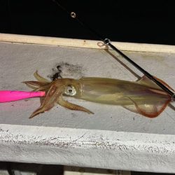 【鳥取イカメタル】今回も潮激流と激渋