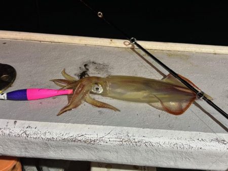 【鳥取イカメタル】今回も潮激流と激渋