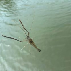 テナガエビ好調！満潮からの下げ狙いで高活性！