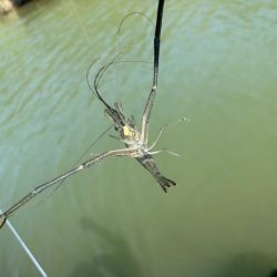 テナガエビ爆釣！虫エサよりもコスパが高く反応が良い餌！！