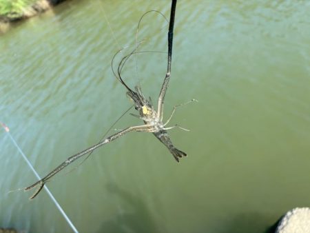 テナガエビ爆釣！虫エサよりもコスパが高く反応が良い餌！！