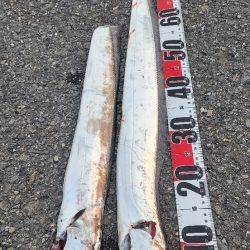 今年の和歌山は去年までとちゃう