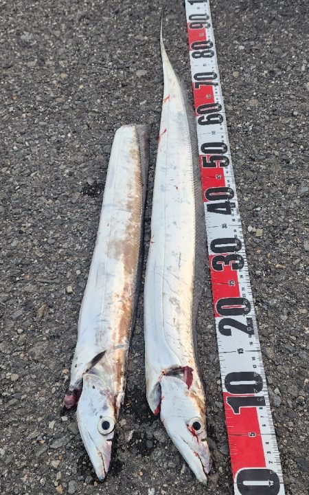 今年の和歌山は去年までとちゃう