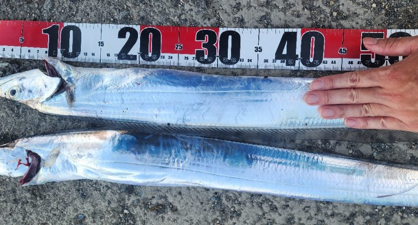 F4ほぼ確イベント中