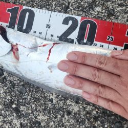 つれればおっきい