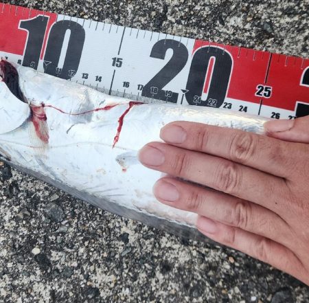 つれればおっきい