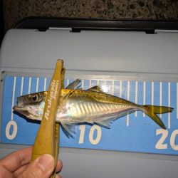 エギングの合間のアジング