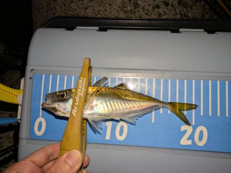 エギングの合間のアジング