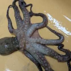 ~キョウヤマ~ 執念の1杯!