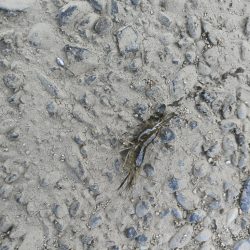 自転車でテナガエビ