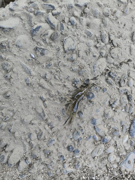 自転車でテナガエビ