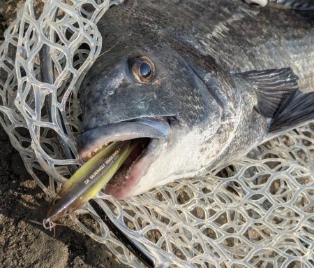 最上流域サイト&トップチニング