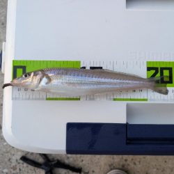 キスを求めて、日本海へ！