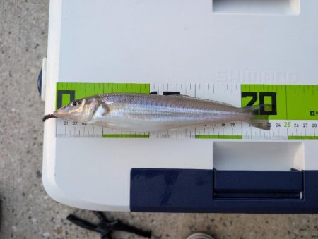 キスを求めて、日本海へ！