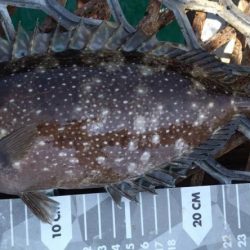 いつもの金魚とは違うオトナの鯛♪